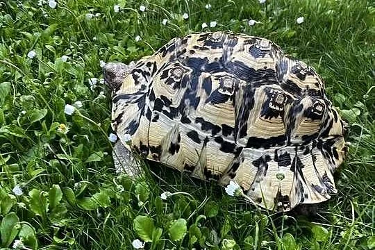 Żółw Lamparci duży okaz, Mazowieckie, Warszawa