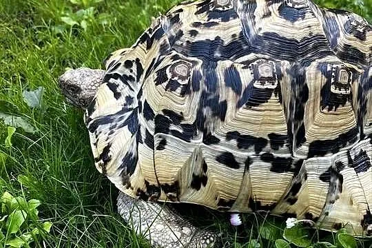 Żółw Lamparci duży okaz, Mazowieckie, Warszawa