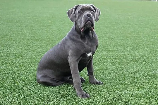 Sunia Cane Corso ZKwP/ FCI
