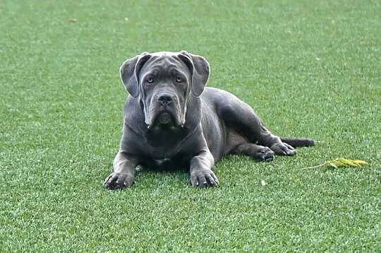 Sunia Cane Corso ZKwP/ FCI, Mazowieckie, Gończyce