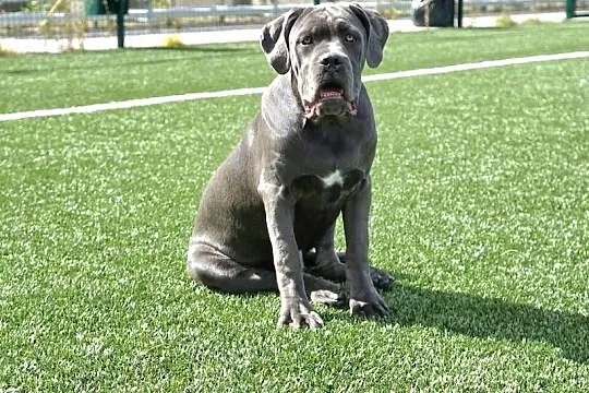 Sunia Cane Corso ZKwP/ FCI, Mazowieckie, Gończyce