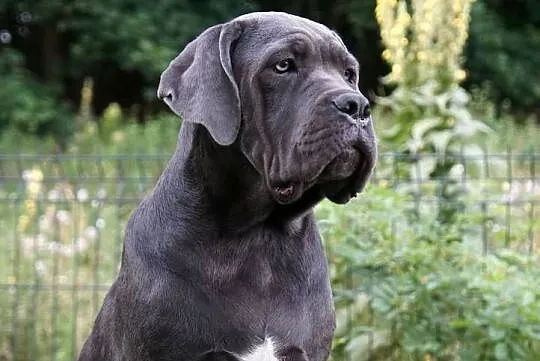 Sunia Cane Corso ZKwP/ FCI, Mazowieckie, Gończyce
