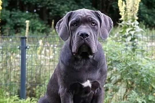 Sunia Cane Corso ZKwP/ FCI, Mazowieckie, Gończyce