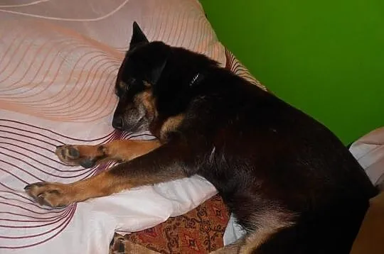 Nieduża,cicha Megi-pies ideał, szuka domu!