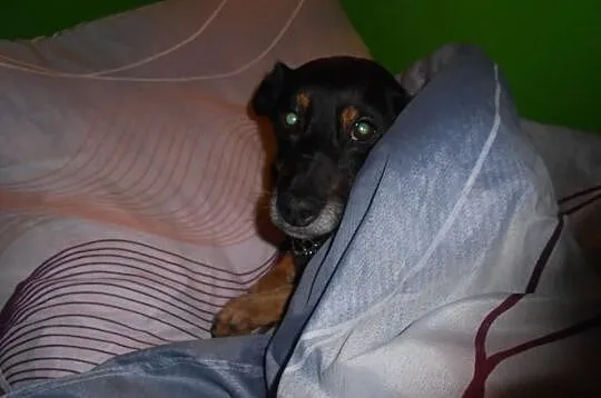 Nieduża,cicha Megi-pies ideał, szuka domu!