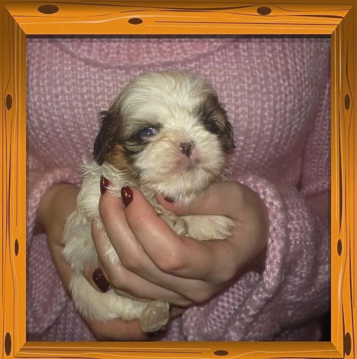 Shih Tzu - rudo-biała suczka na Walentynki