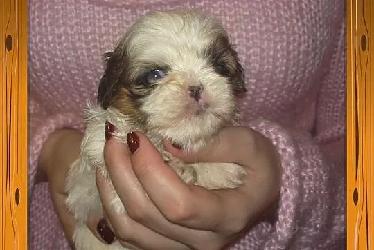 Shih Tzu - rudo-biała suczka na Walentynki
