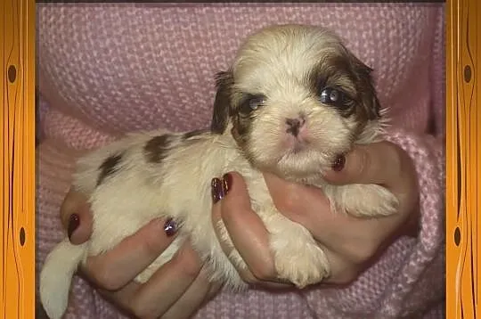 Shih Tzu - rudo-biała suczka na Walentynki
