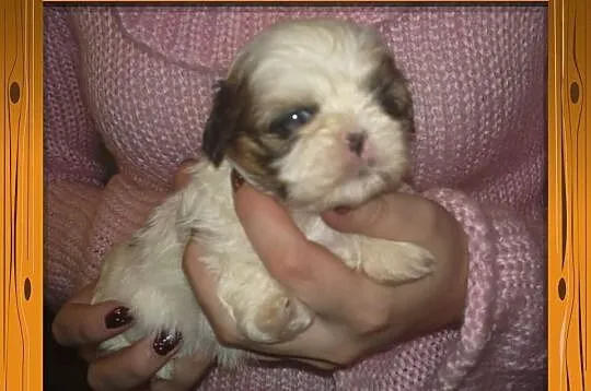 Shih Tzu - rudo-biała suczka na Walentynki