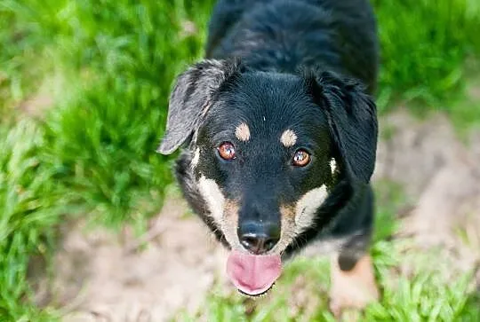 Basieńka młodziutka, wesoła, łagodna suczka ADOPCJ