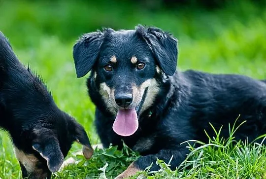 Basieńka młodziutka, wesoła, łagodna suczka ADOPCJ