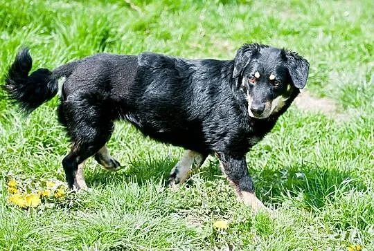 Basieńka młodziutka, wesoła, łagodna suczka ADOPCJ