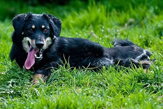Basieńka młodziutka, wesoła, łagodna suczka ADOPCJ