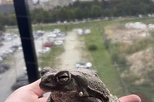 Incilius(bufo) alvarius,ropucha koloradzka