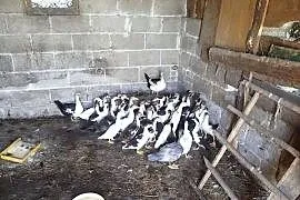 Kaczuszki młode około 100 szt