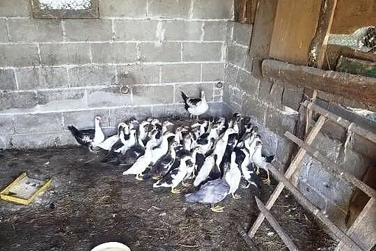 Kaczuszki młode około 100 szt, Lubelskie, Kolembrody