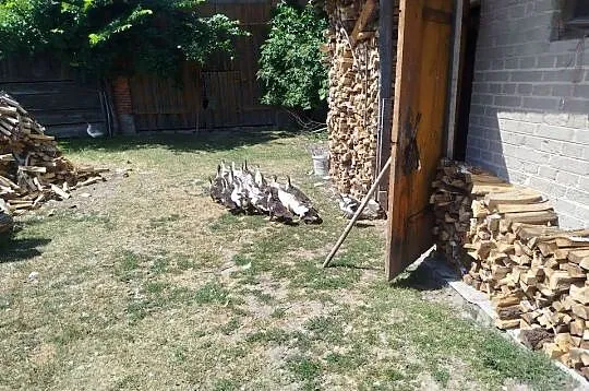 Kaczuszki młode około 100 szt, Lubelskie, Kolembrody