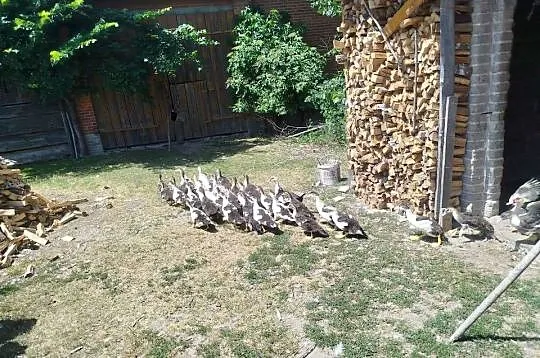 Kaczuszki młode około 100 szt, Lubelskie, Kolembrody
