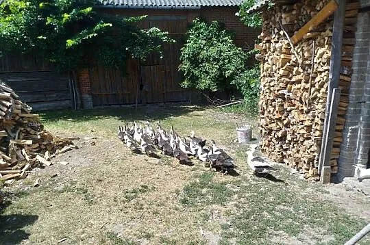 Kaczuszki młode około 100 szt, Lubelskie, Kolembrody