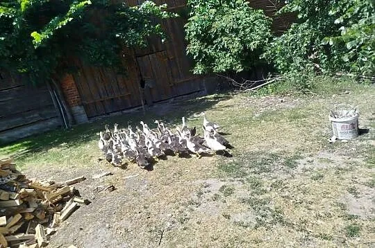 Kaczuszki młode około 100 szt, Lubelskie, Kolembrody