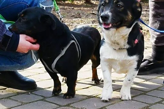 Katia i Kevi,, małe łagodne psiaki do adopcji, Gdańsk