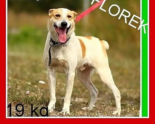 Do dzieci,rodzinny,łagodny,przyjazny,wesoły,FLOREK