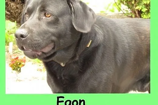 Egon - w typie czarnego labradora,  dolnośląskie Wrocław