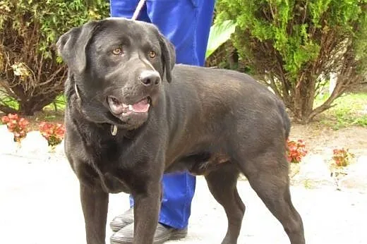 Egon - w typie czarnego labradora,  dolnośląskie W