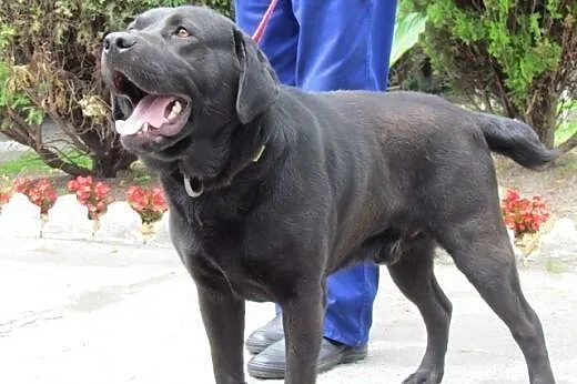 Egon - w typie czarnego labradora,  dolnośląskie W