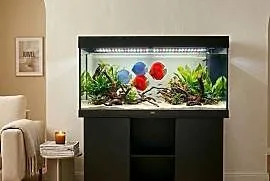 Akwarium Juwel RIO 450 Black + HeliaLux Spectrum 1500 | Stan Idealny
