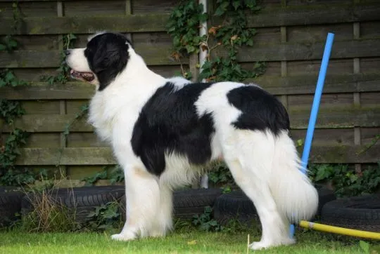 Landseer, Zapowiedź miotu, szczeniak, pies, suka, ZKwP/FCI,, , Chociszew
