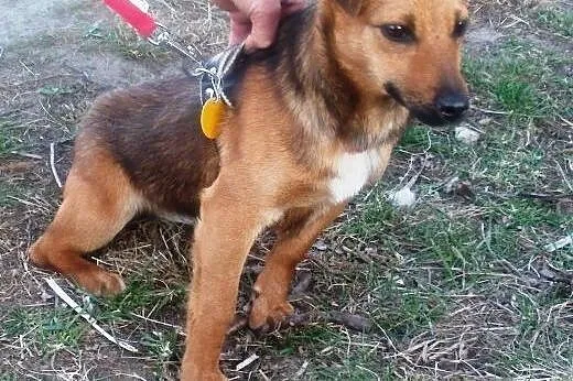 Wika psie dziecko z nadzieją czeka na domek ,  maz