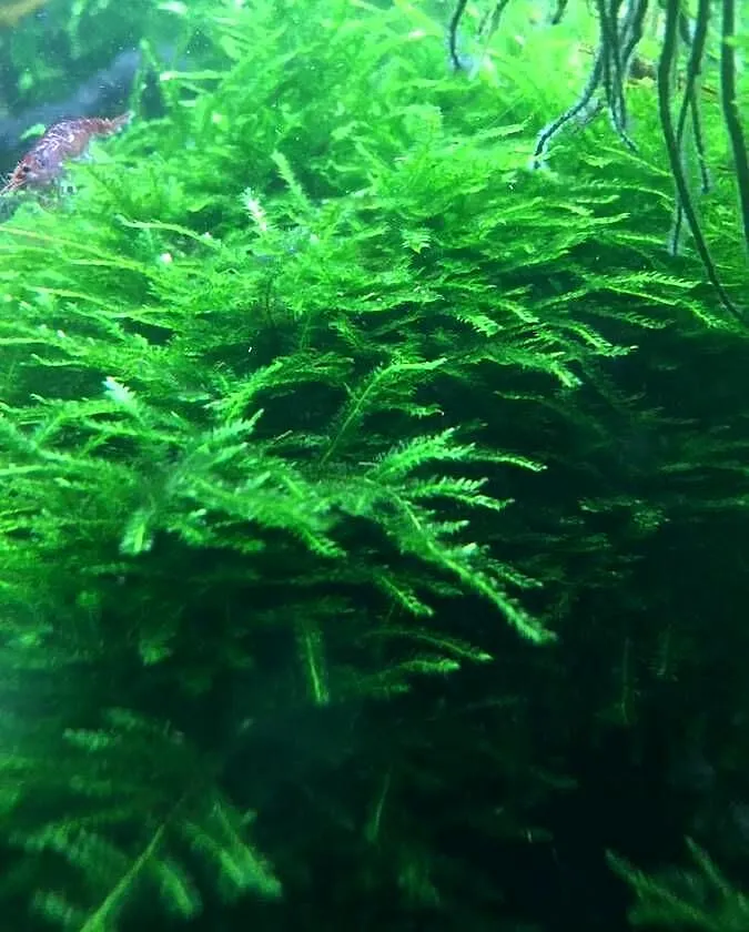 Mech Java moss, Lubuskie, Gorzów Wielkopolski