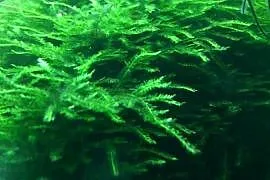 Mech Java moss