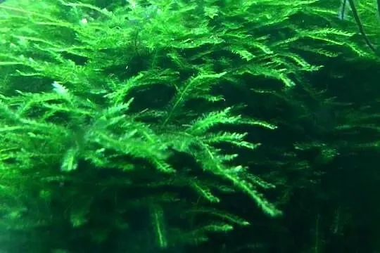 Mech Java moss, Lubuskie, Gorzów Wielkopolski