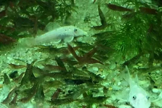 Mech Java moss, Lubuskie, Gorzów Wielkopolski