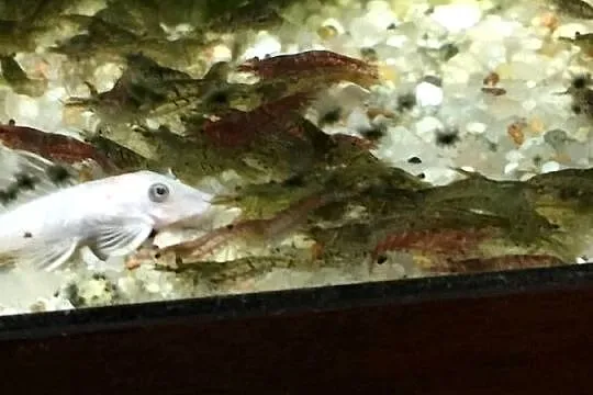 Mech Java moss, Lubuskie, Gorzów Wielkopolski