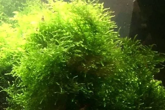 Mech Java moss, Lubuskie, Gorzów Wielkopolski