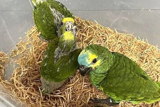 Amazonka Niebieskoczelna ręcznie karmiona, Opolskie, Kędzierzyn-Koźle