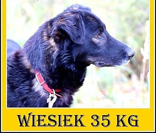 36kg,idealny,spokojny,łagodny,przyjazny duży pies