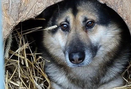 Czarek owczarek wypatruje domu , Kundelki cała Po
