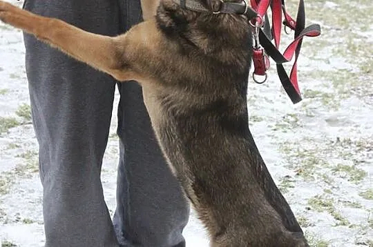 Frida, młodziutka, łagodna suczka SZCZENIAK