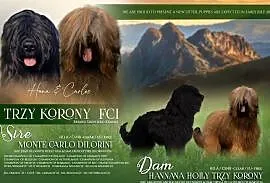 Briard owczarek francuski FCI