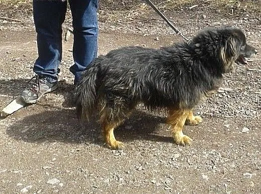 Kudłaty misiak szuka spokojnego domu :), dolnoślą