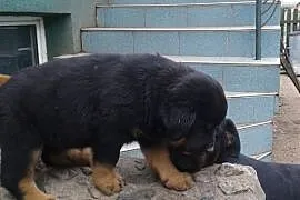 Rottweiler - szczeniaki,  podlaskie Suwałki, Suwałki