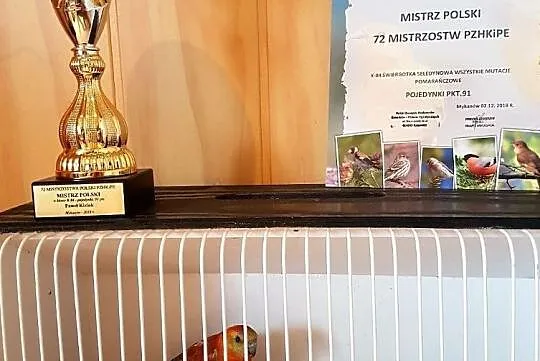 Świergotka seledynowa świergotki możliwa wysyłka Pocztą Polską, Lubin