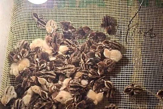 Sprzedam przepiórki japońskie 4 zł sztuka, Pomorskie, Skarszewy