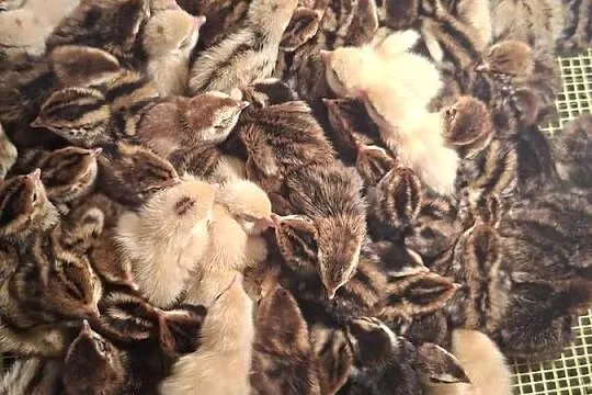 Sprzedam przepiórki japońskie 4 zł sztuka, Pomorskie, Skarszewy