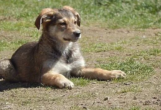 Piękna Fanta! 3 m-ce szczeniak! Adopcja!, małopol