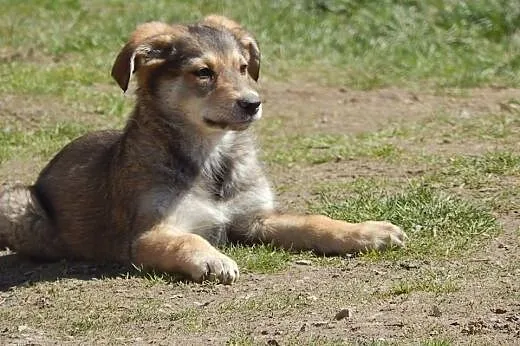 Piękna Fanta! 3 m-ce szczeniak! Adopcja!,  małopol